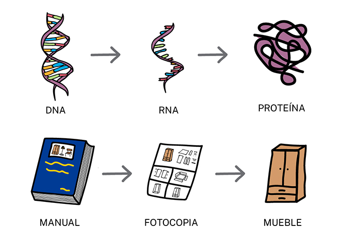 Diferencias entre ADN y ARN | ADN Institut