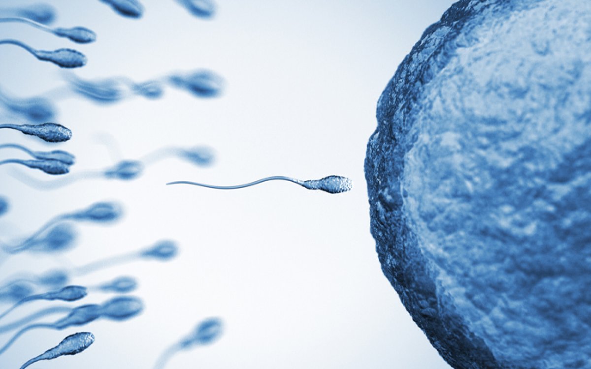 Fragmentación del ADN espermático e infertilidad masculina